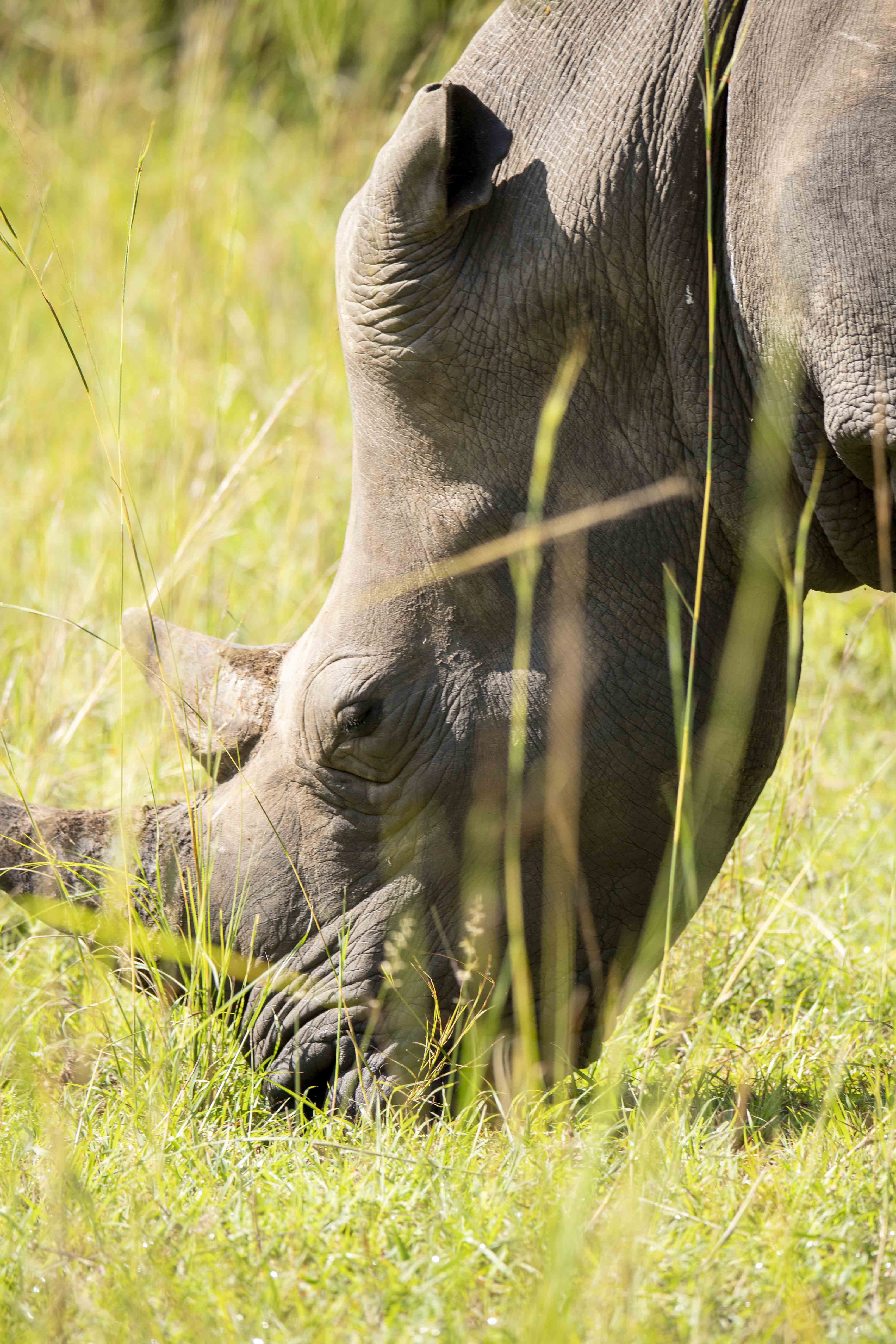 Murchison Falls National Park