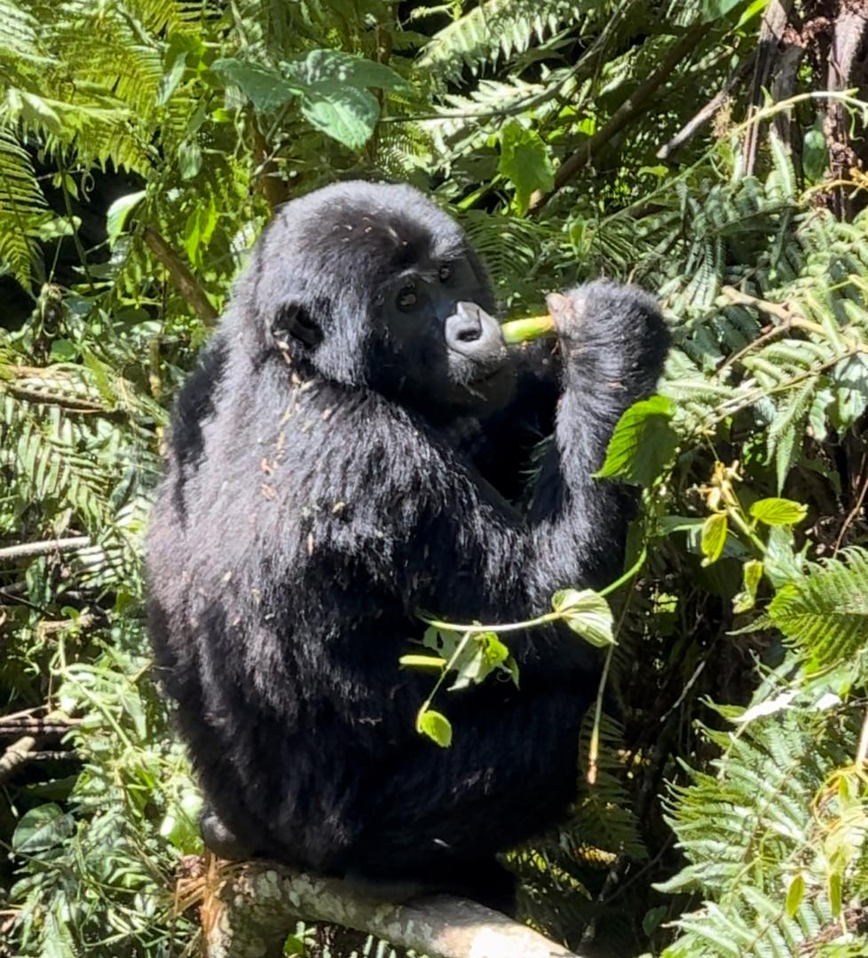 Mgahinga Gorilla Park