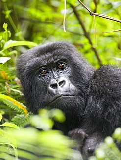 Bwindi Impenetrable Forest
