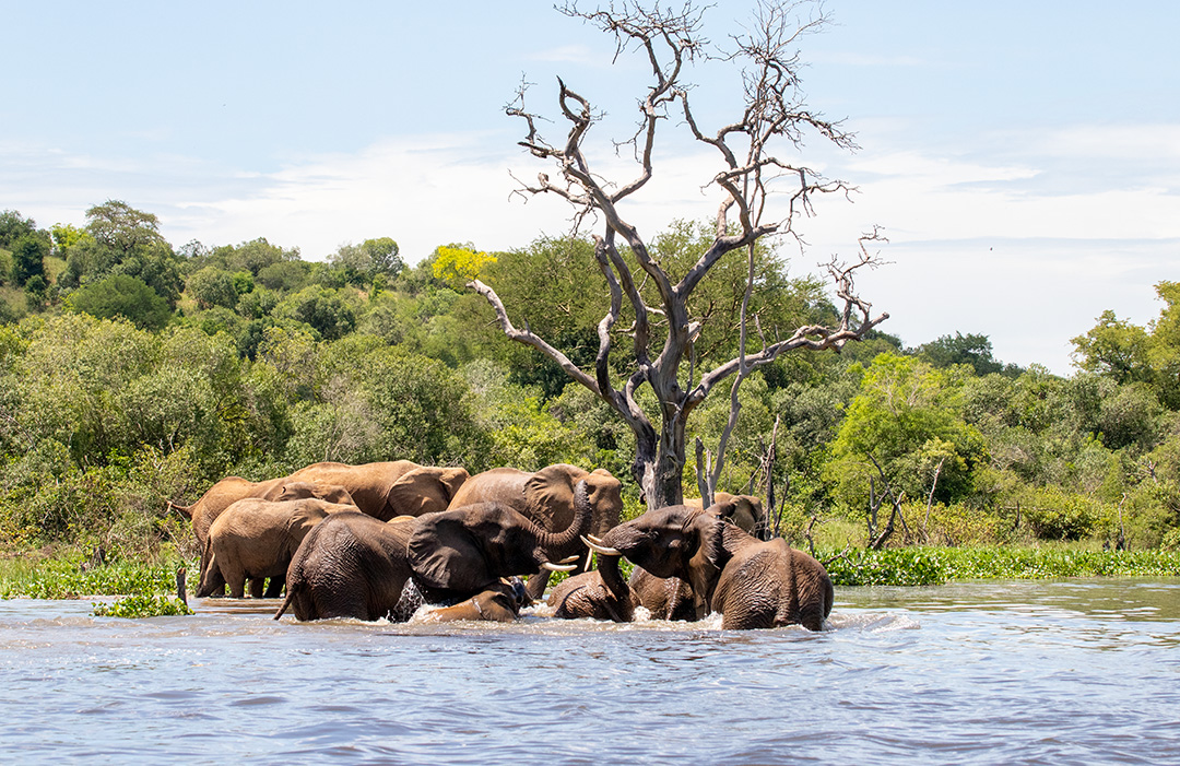 Queen Elizabeth Landscape