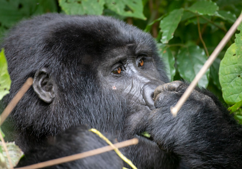 Bwindi Gorilla