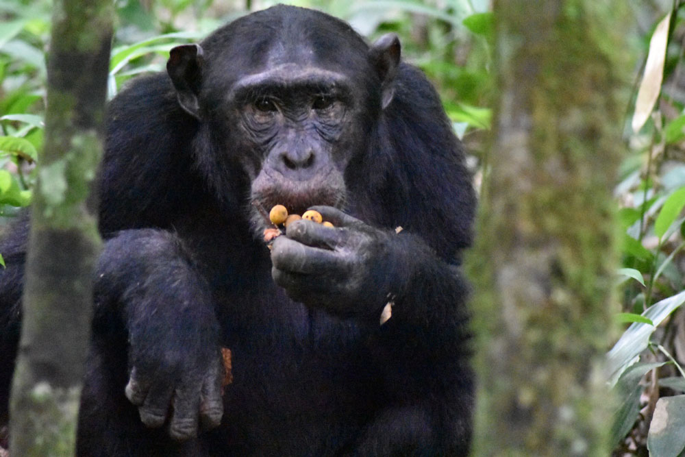 Rwanda Gorilla Trekking