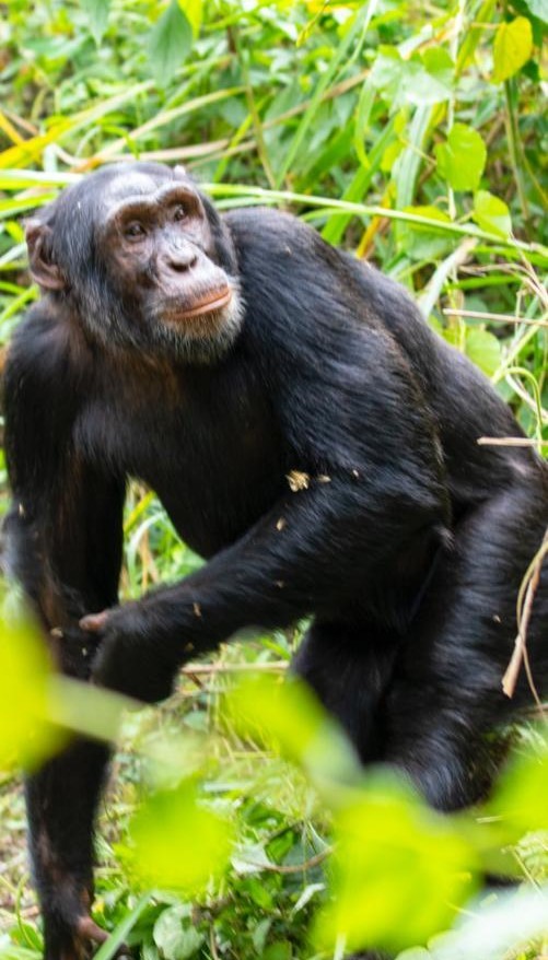 Kibale National Park