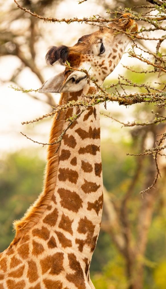 Kidepo Valley National Park